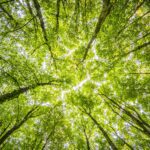 Écoute le chant des feuilles